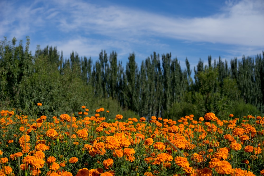 yellow flowers under blue sky during daytime