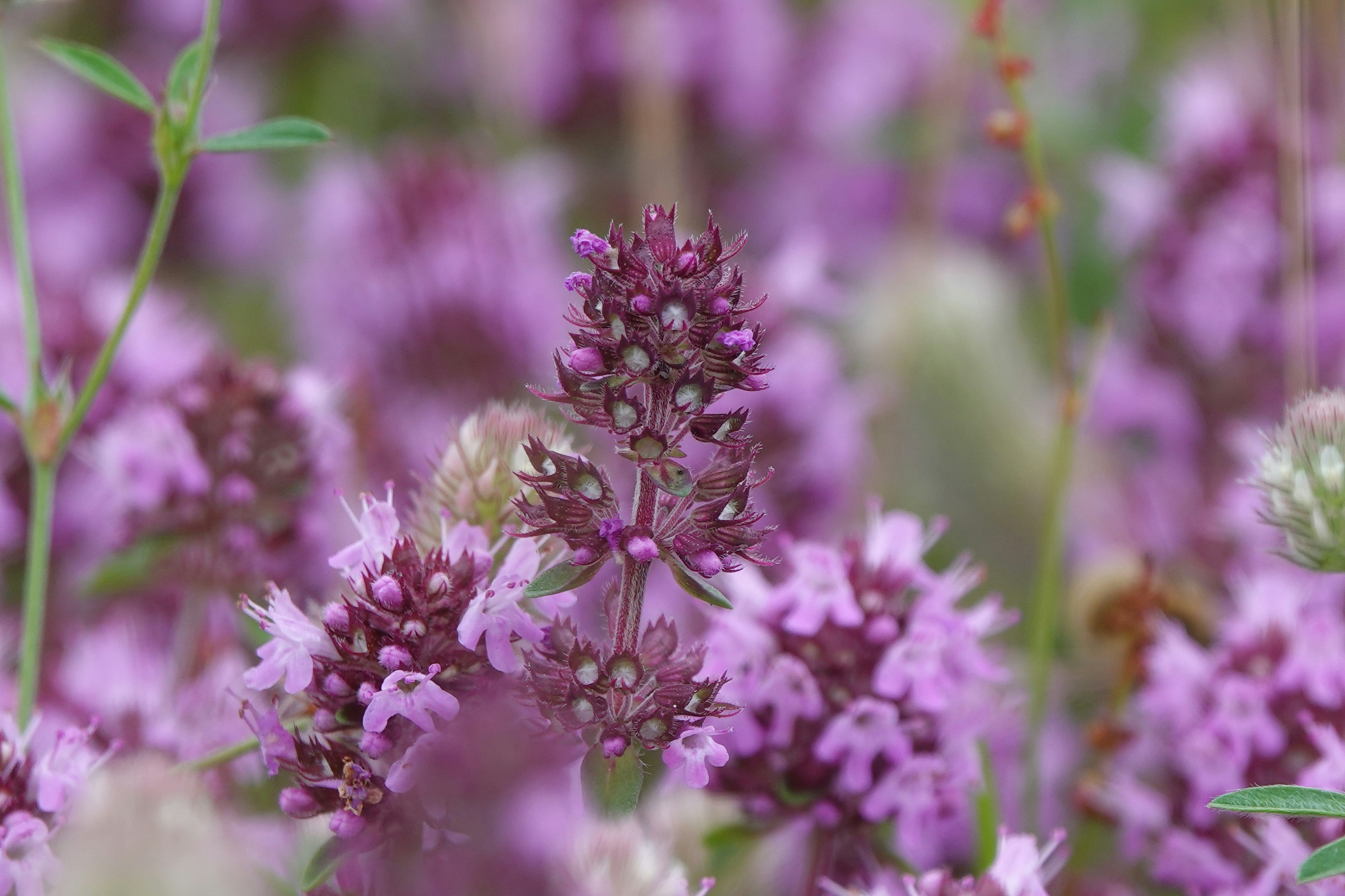 Photo by joerg_keller