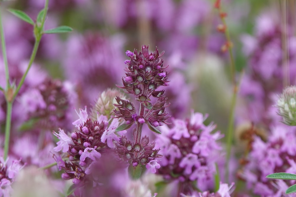 purple flower in tilt shift lens