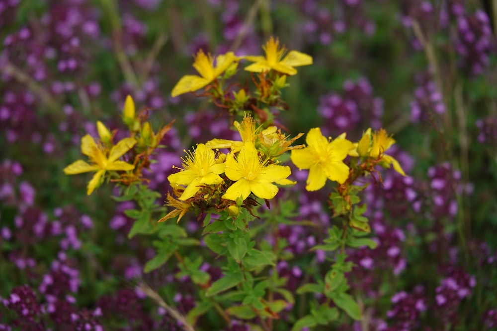 yellow flowers in tilt shift lens