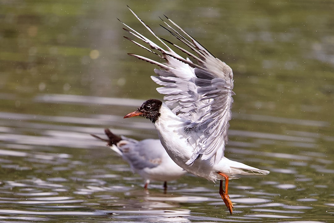 white and black bird on water