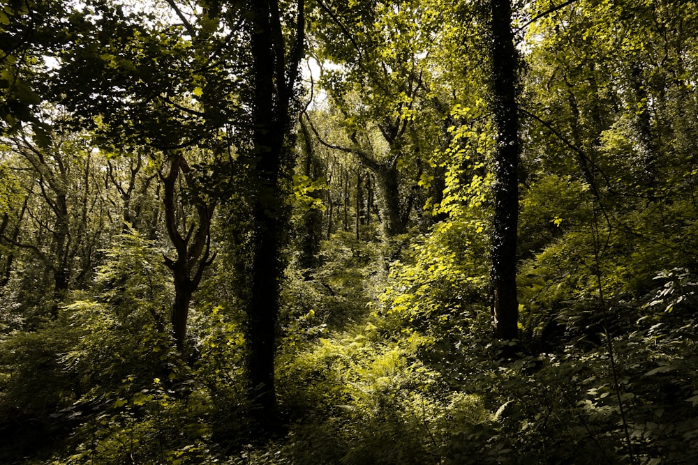 green trees on forest during daytime