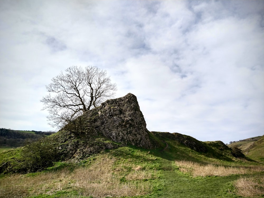 bare tree on green grass field under cloudy sky during daytime