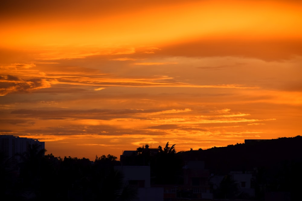 silhouette of trees during sunset