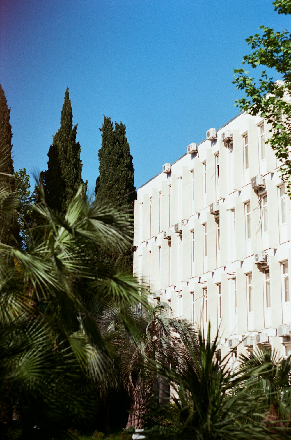 Palmera verde cerca de un edificio de hormigón blanco