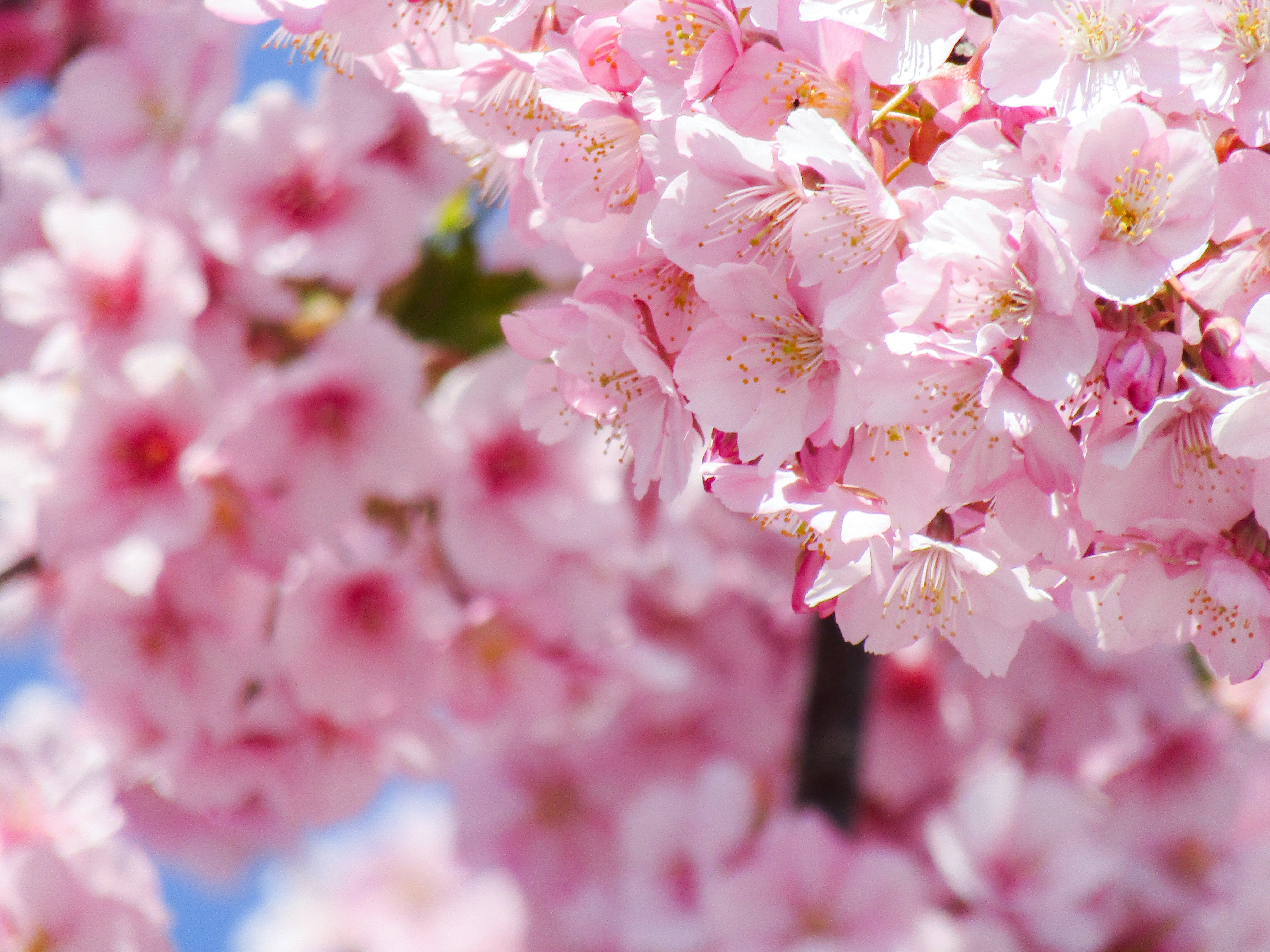 Photo by heppoko_yama