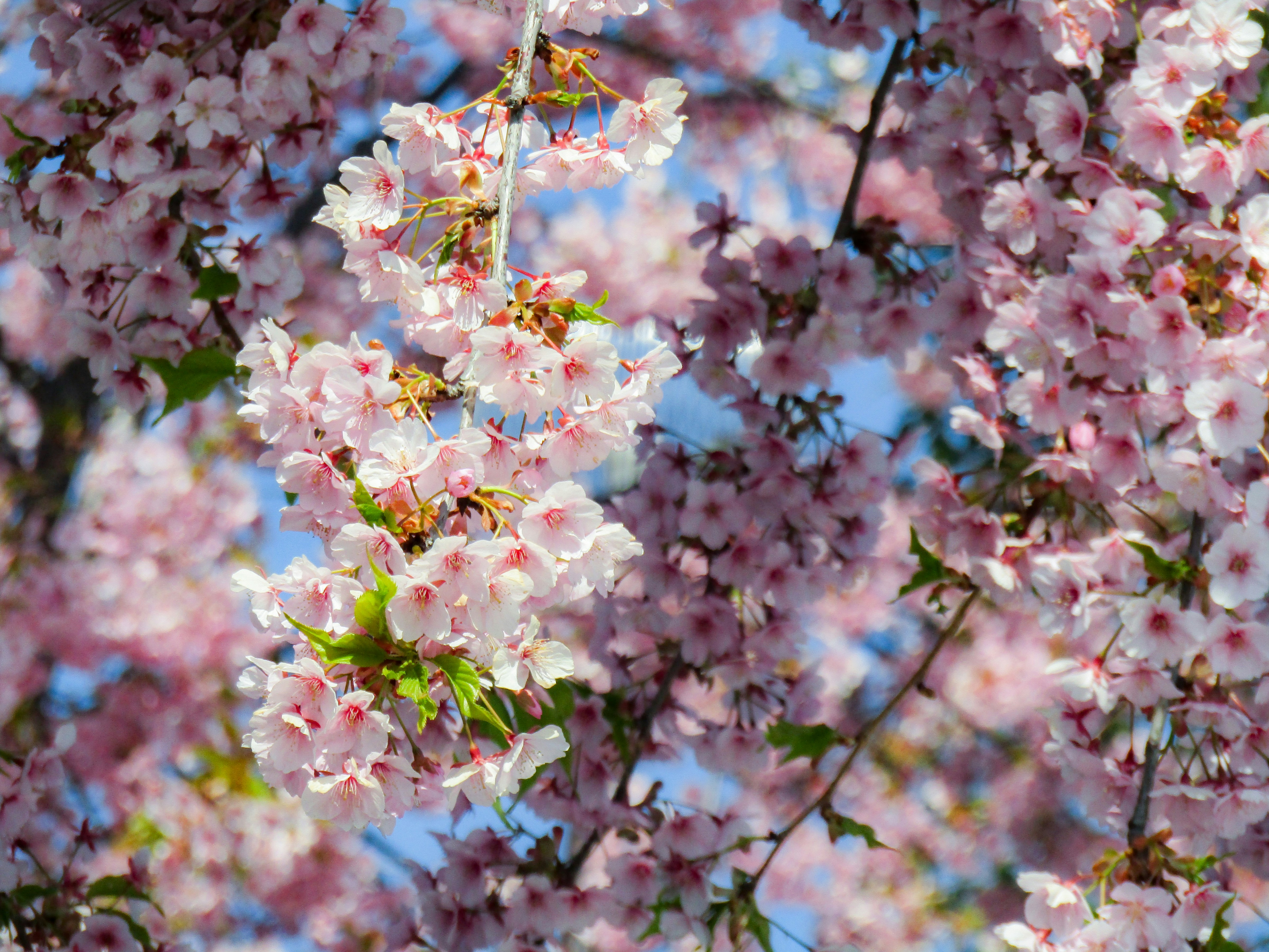 Photo by heppoko_yama