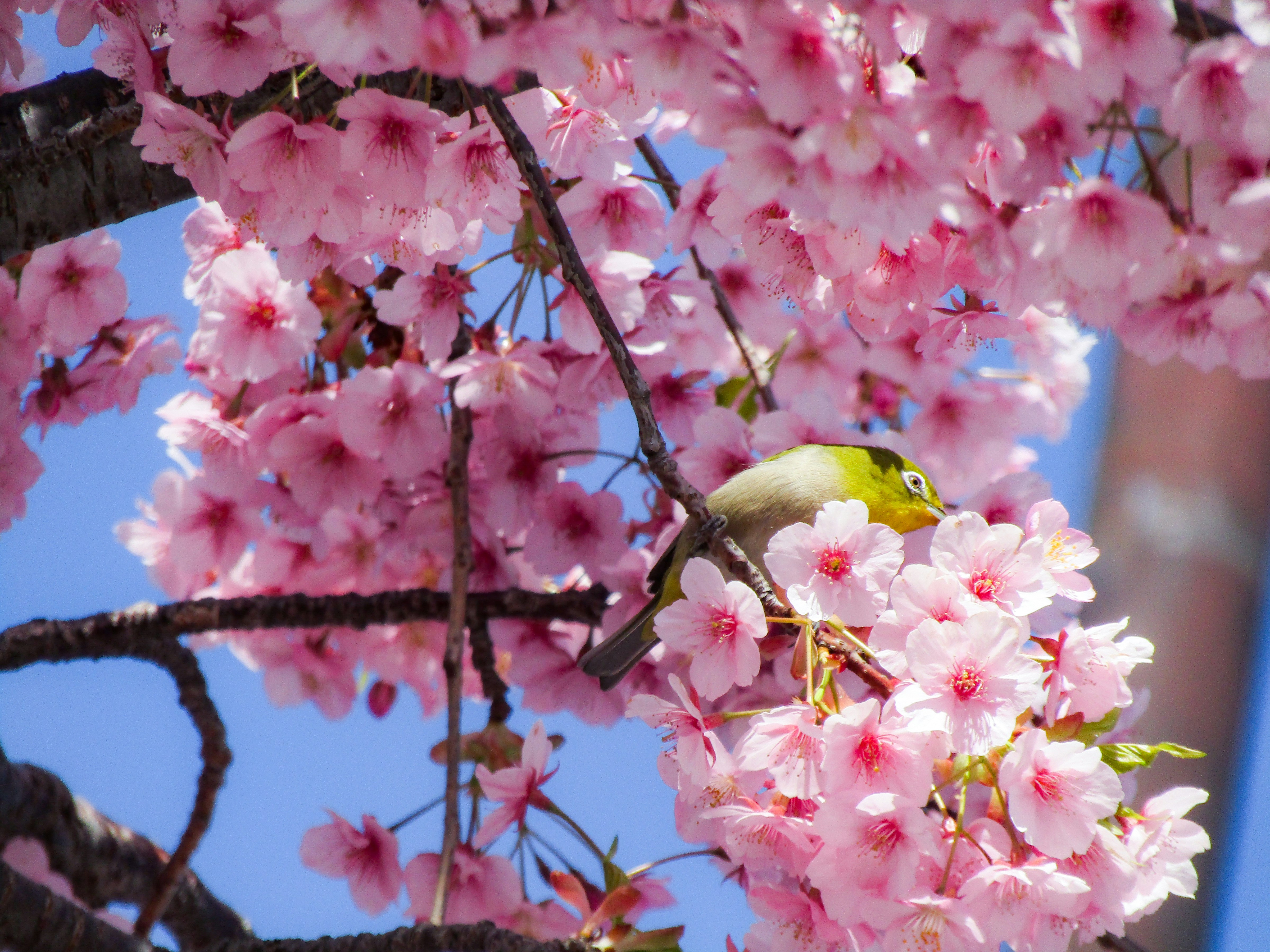 Photo by heppoko_yama