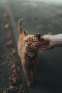 orange tabby cat on persons hand