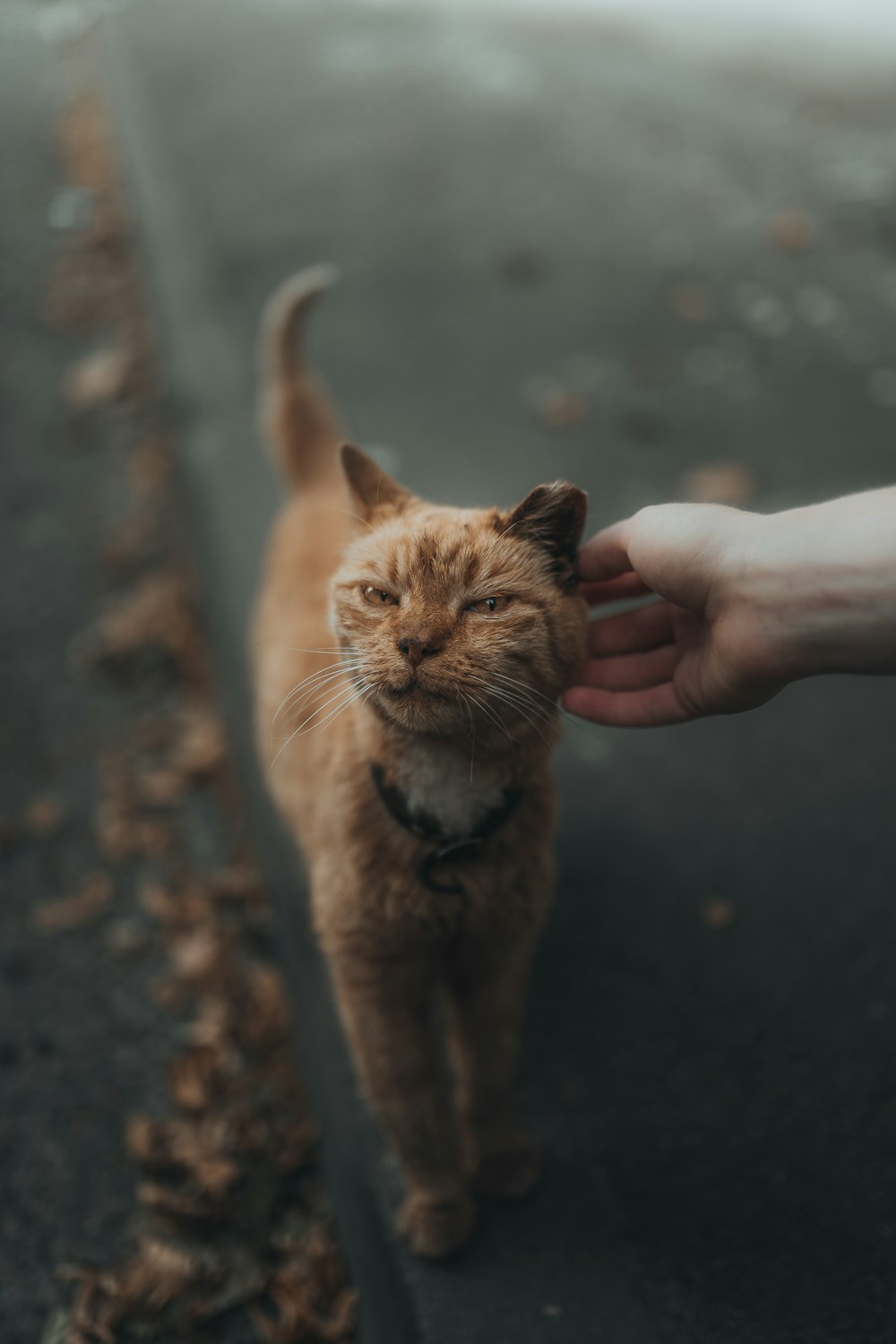 orange tabby cat on persons hand