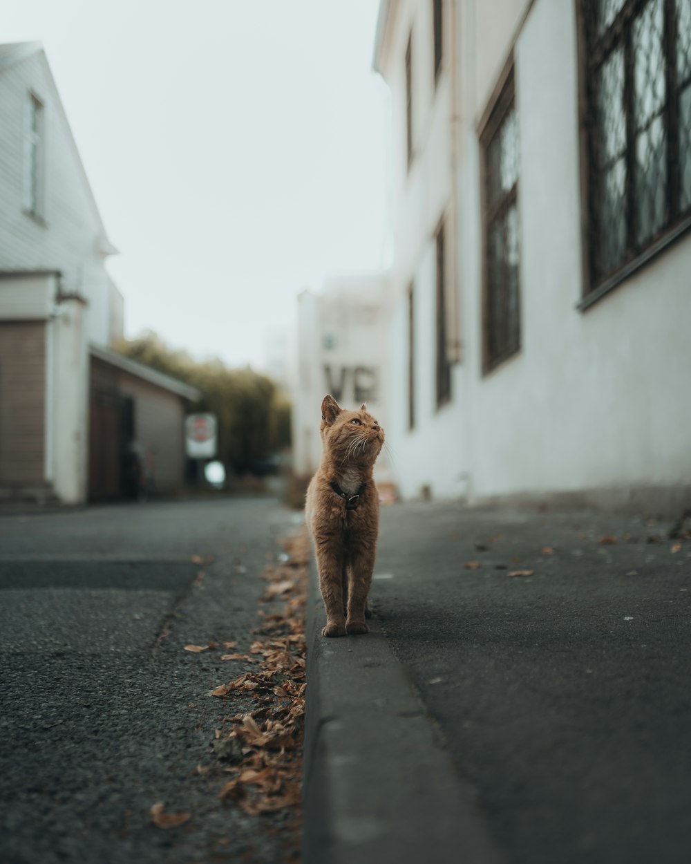 brown long coat small dog walking on street during daytime