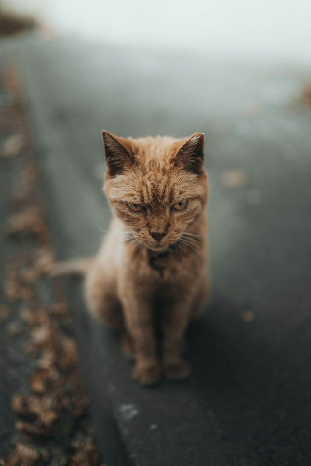 orange tabby cat on brown wooden surface