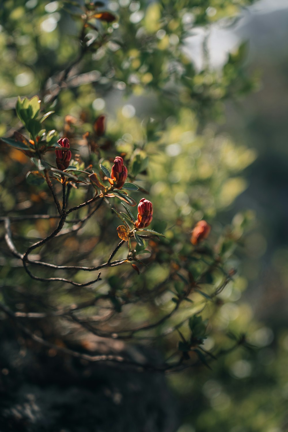 red flower buds in tilt shift lens