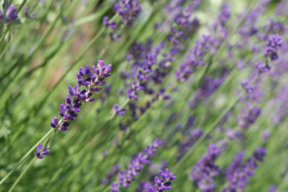 purple flower in tilt shift lens