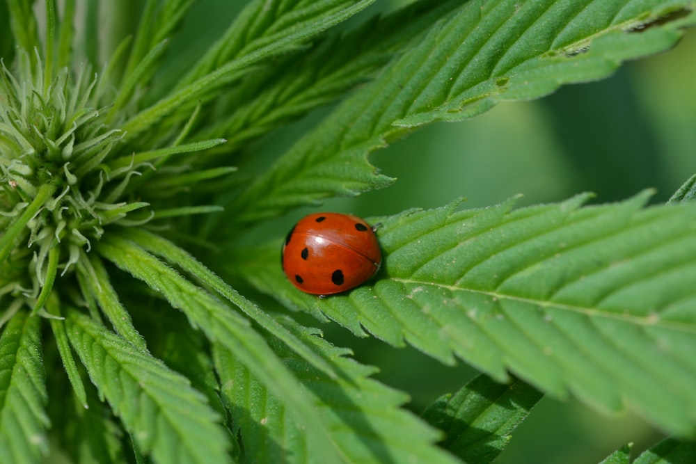 red ladybug on green leaf