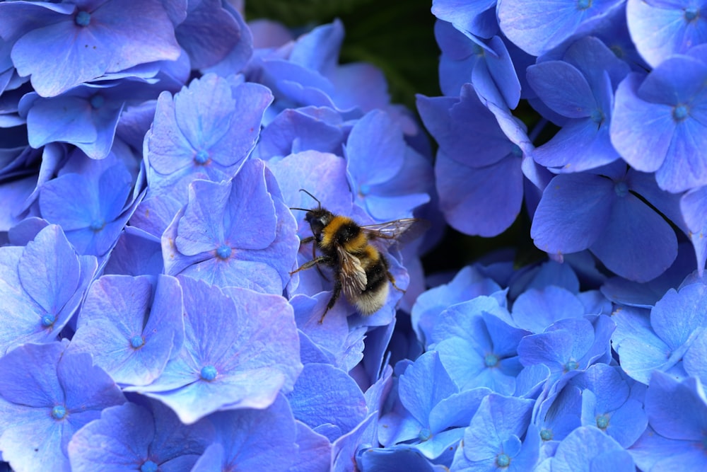 yellow and black bee on yellow flower