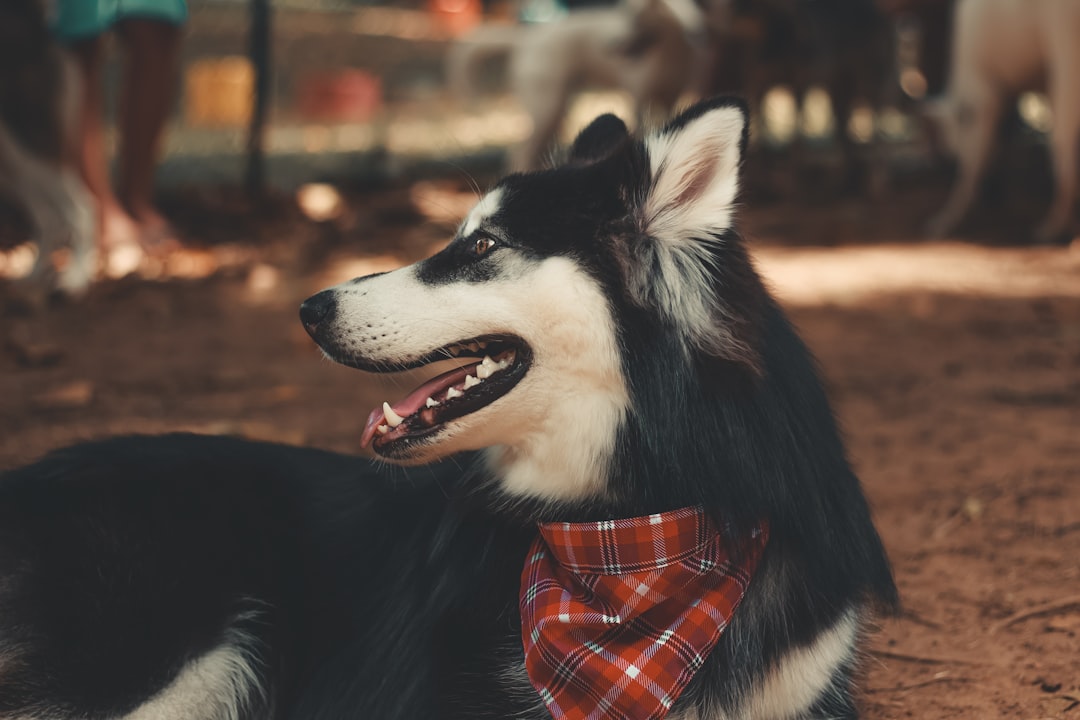 black and white siberian husky