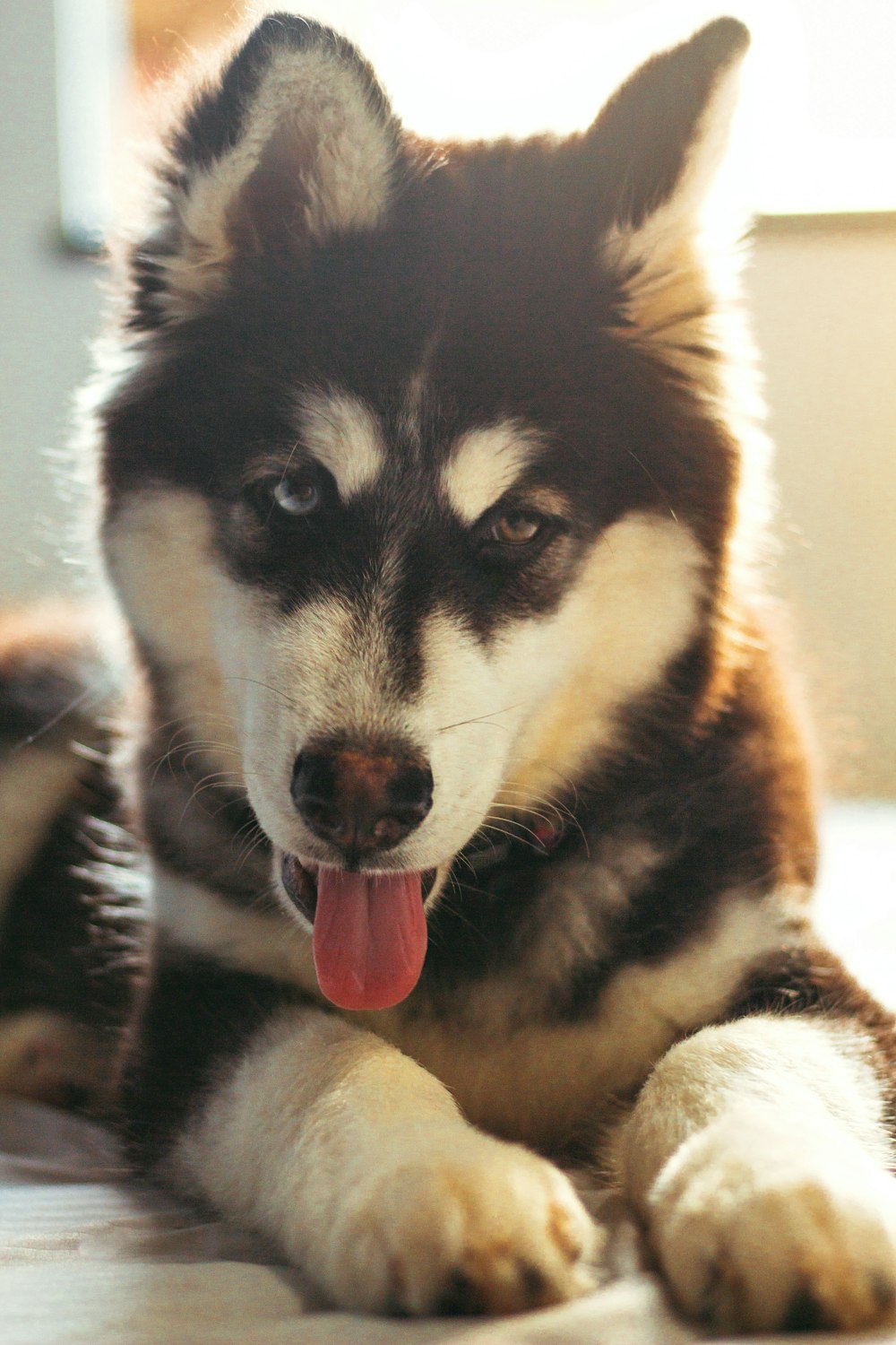 black and white siberian husky puppy