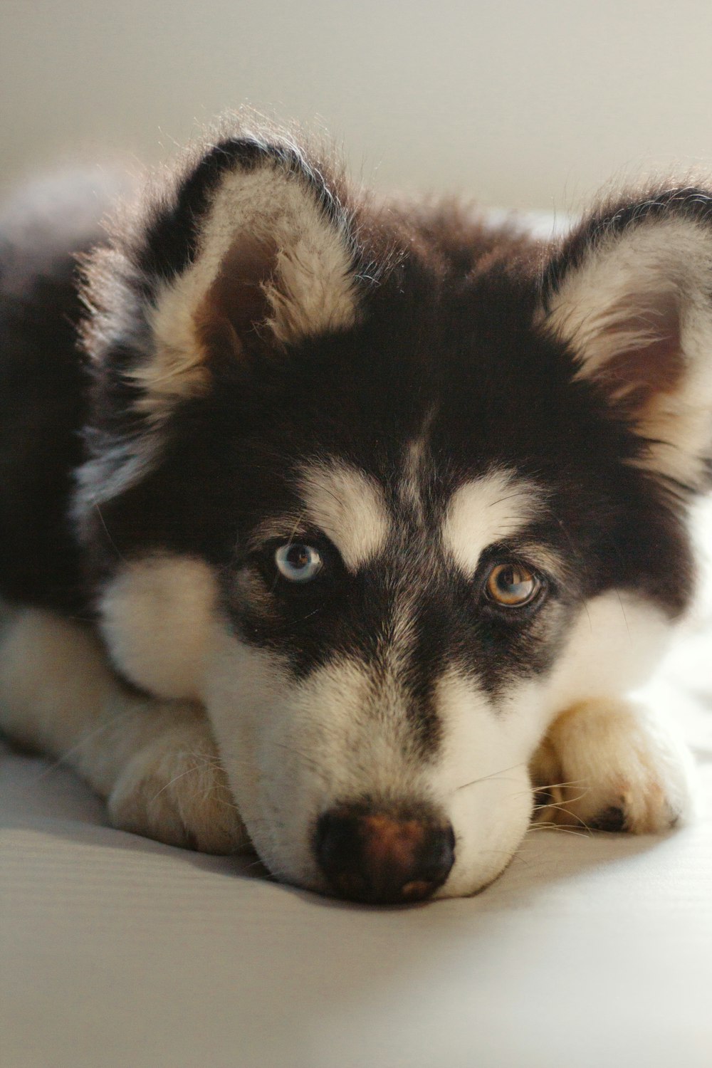 black and white siberian husky puppy