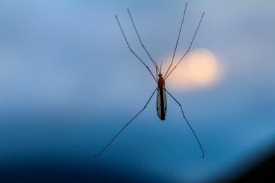 A silhouette of an insect with long legs and delicate wings against a blurred blue and orange background, creating a sense of tranquility and focus on nature's intricacy.