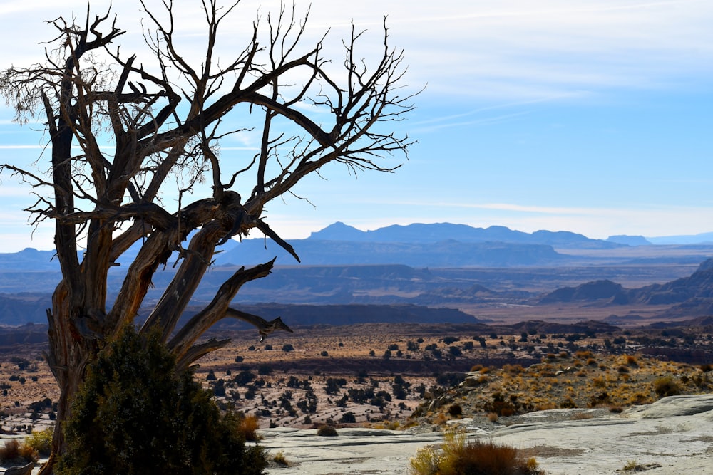 brown leafless tree on brown field during daytime