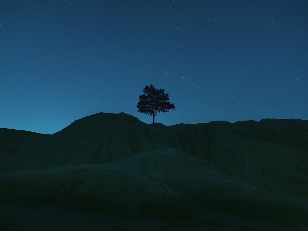 tree on top of mountain during night time