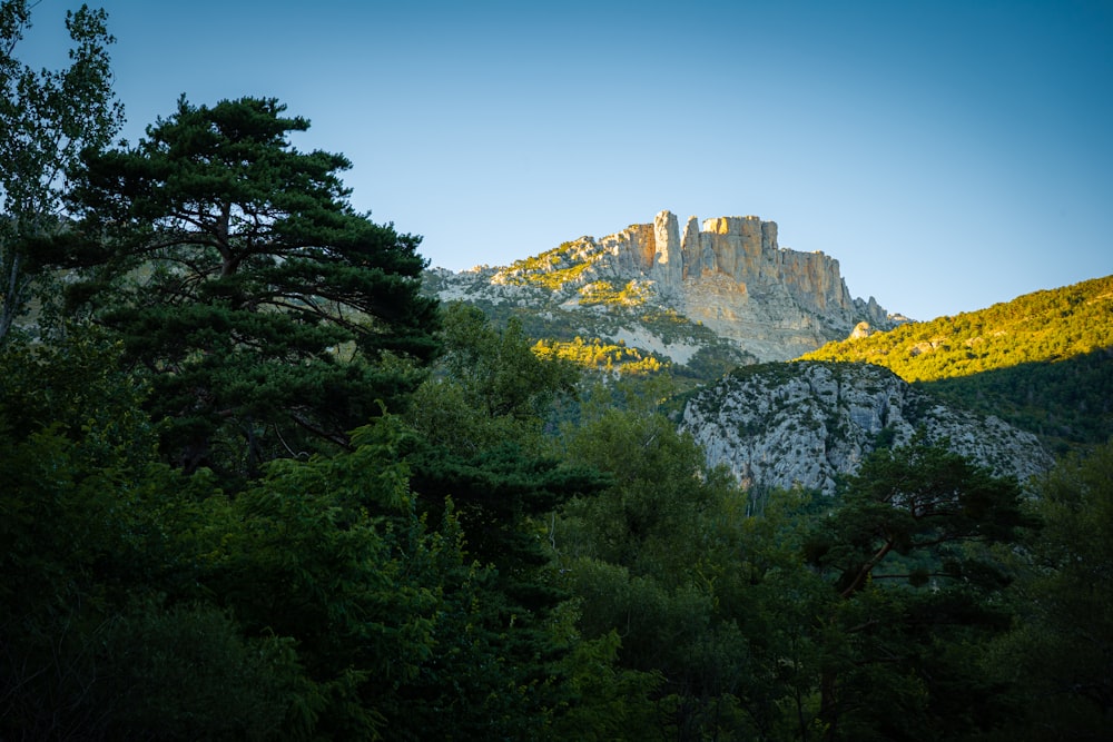 green trees on mountain under blue sky during daytime