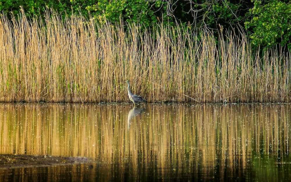 Anatra bianca sull'acqua durante il giorno