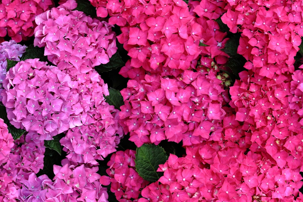 pink and white petals on ground