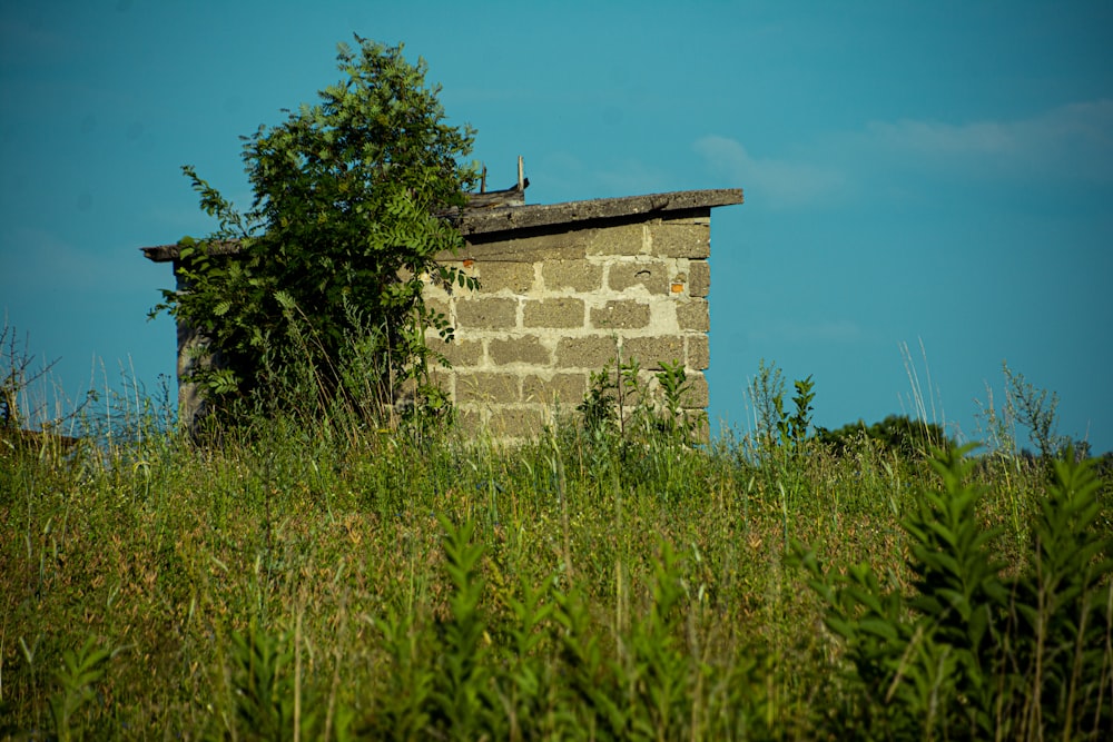 brown brick wall on green grass field