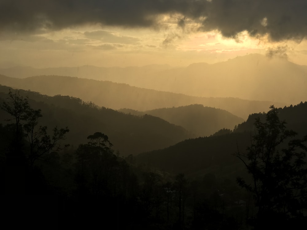 silhouette of trees during sunset