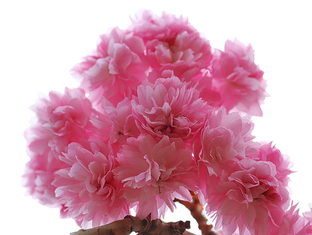 pink and white flower in close up photography