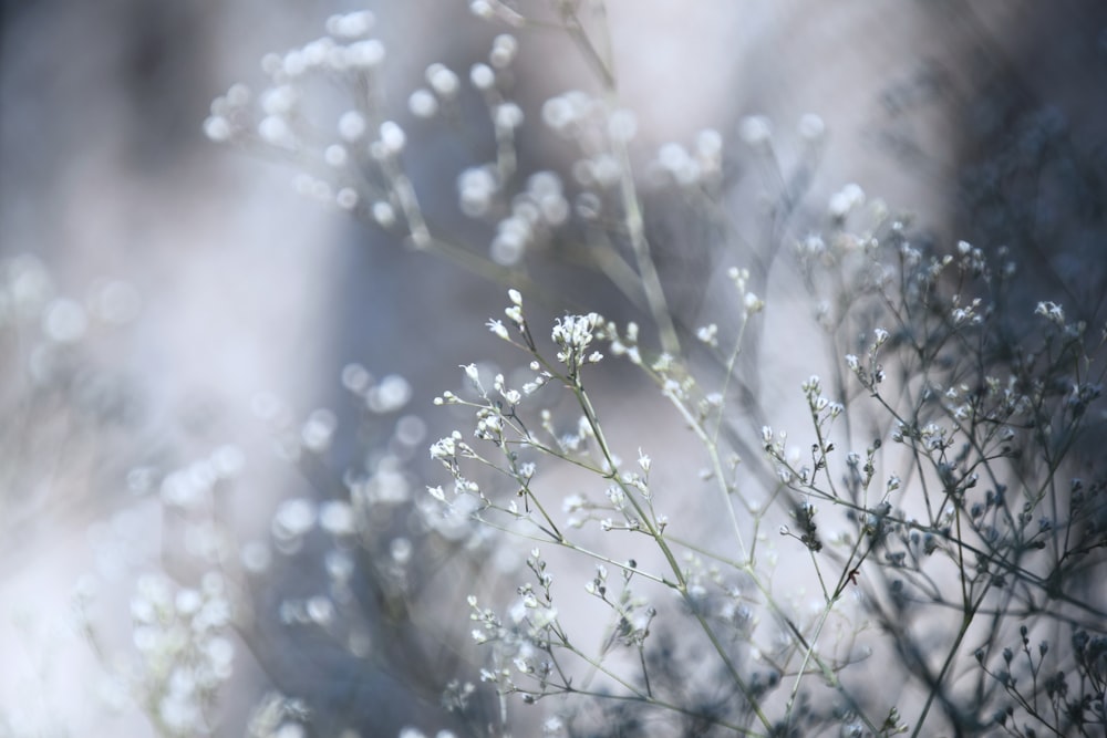 white flowers in tilt shift lens