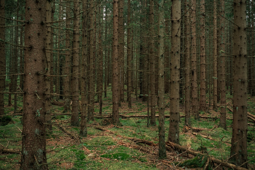 brown trees on brown soil