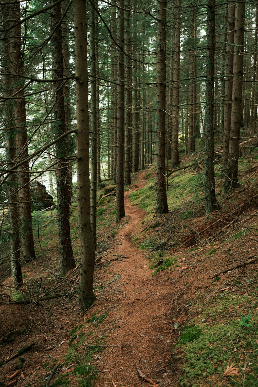 brown pathway in the woods