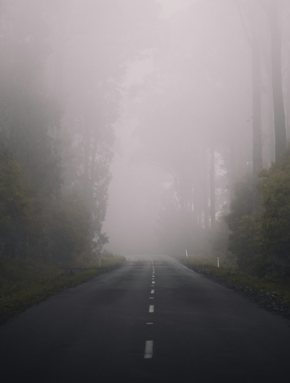 gray concrete road between green trees covered with fog