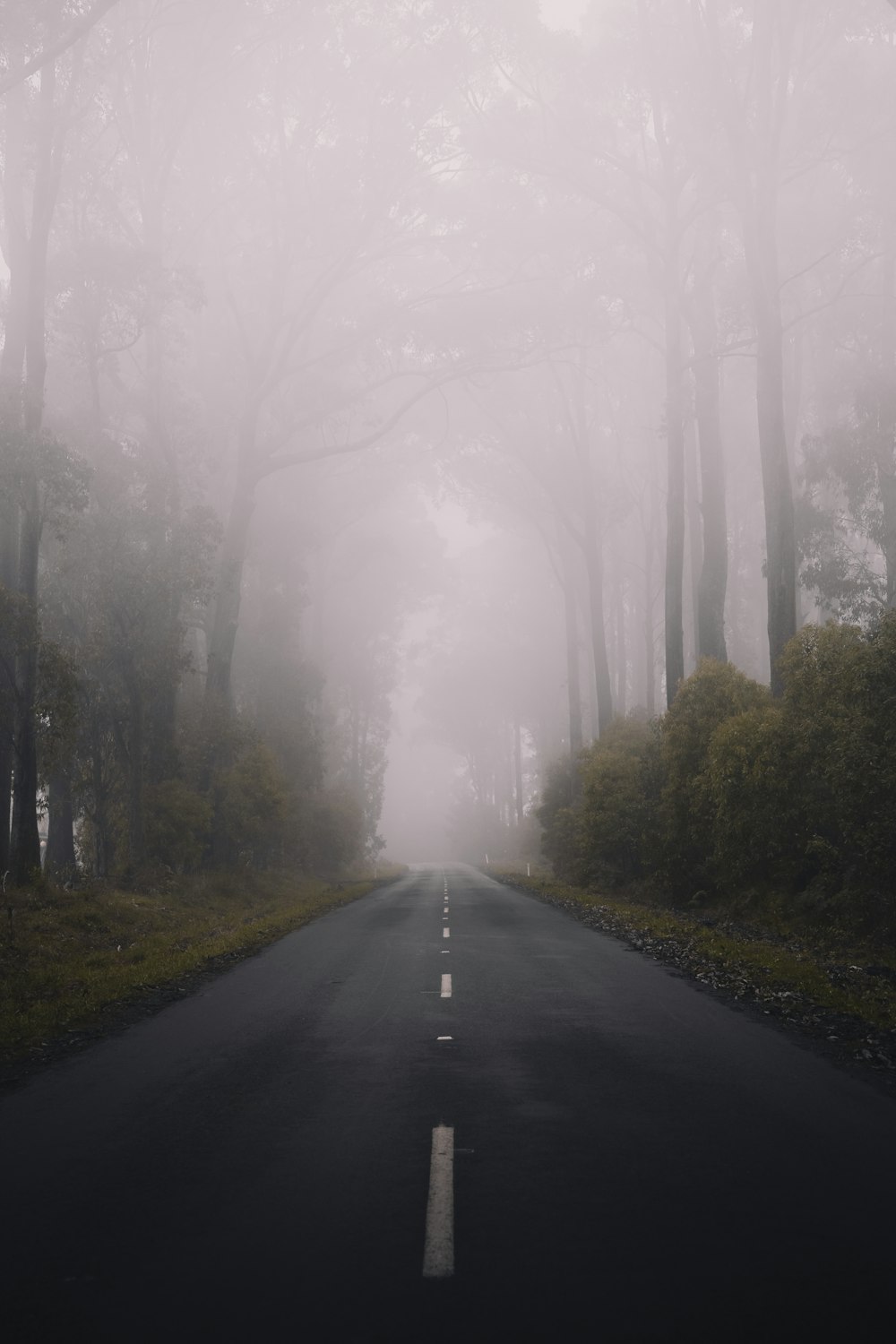 black asphalt road between trees covered with fog
