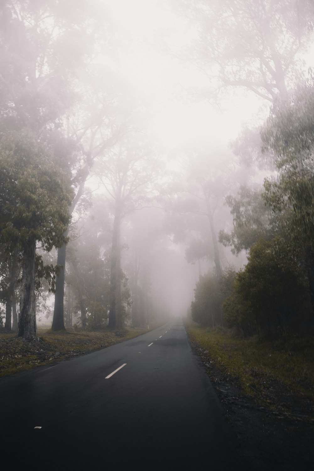 gray concrete road between trees