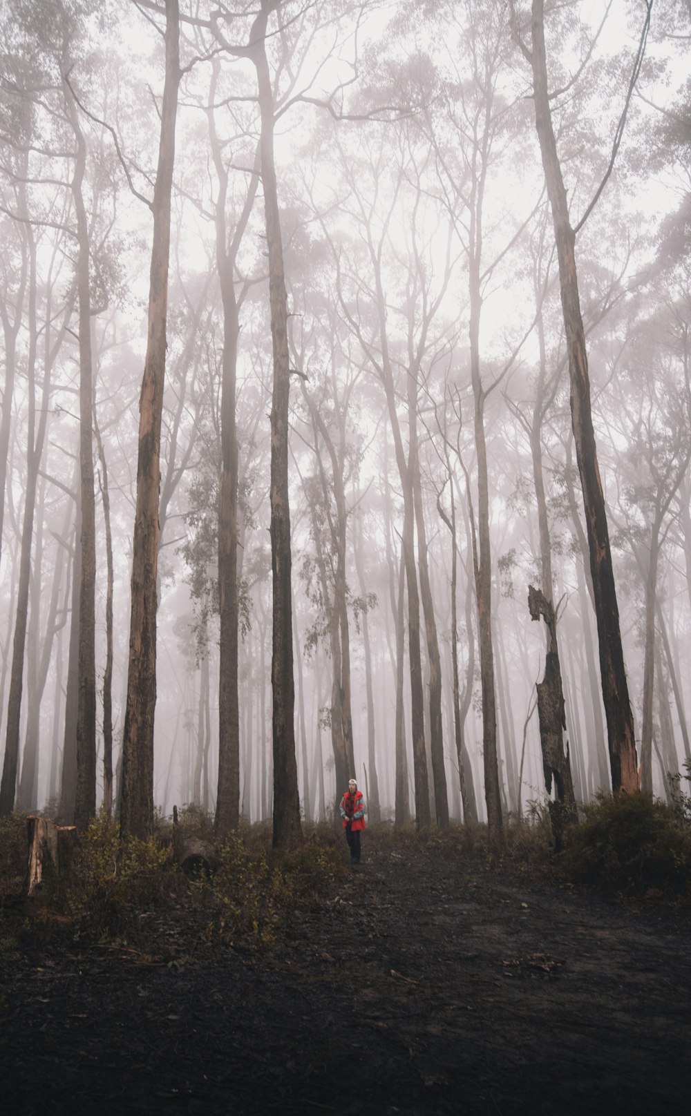 Persona in giacca rossa in piedi nel bosco