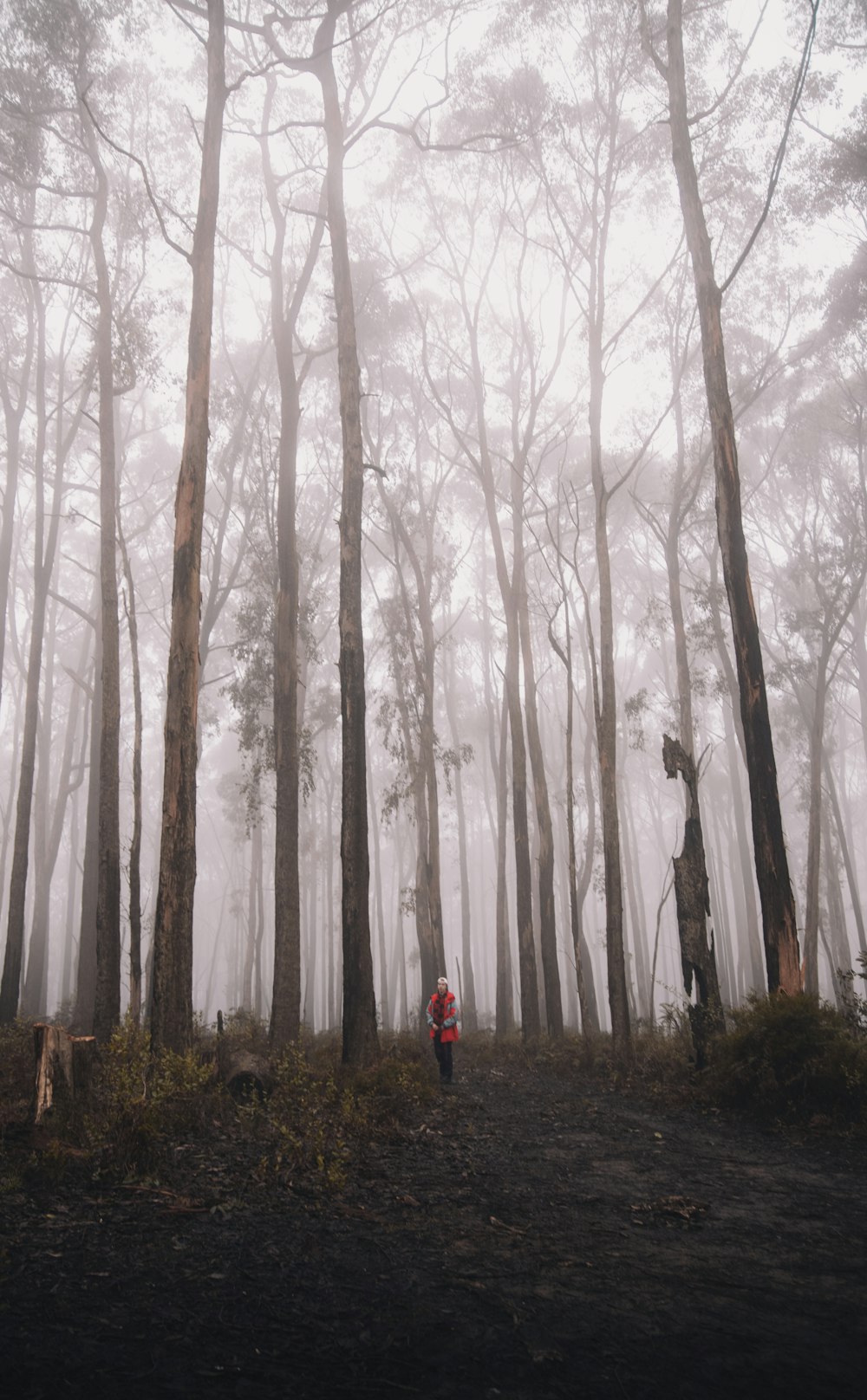 person in red jacket standing in the woods