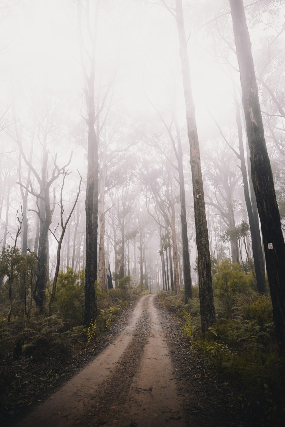 brown pathway between bare trees