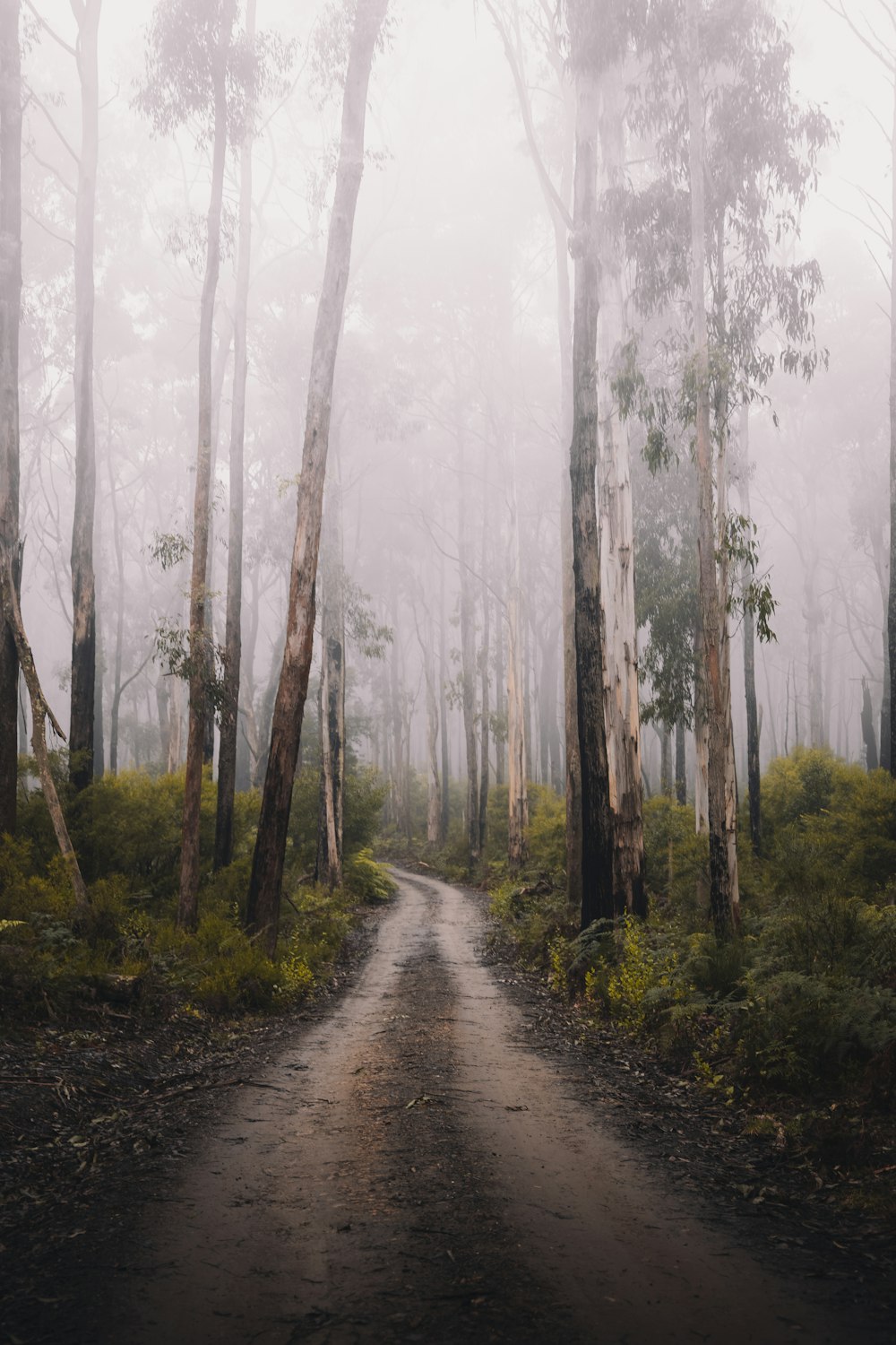 Sentiero grigio tra alberi verdi