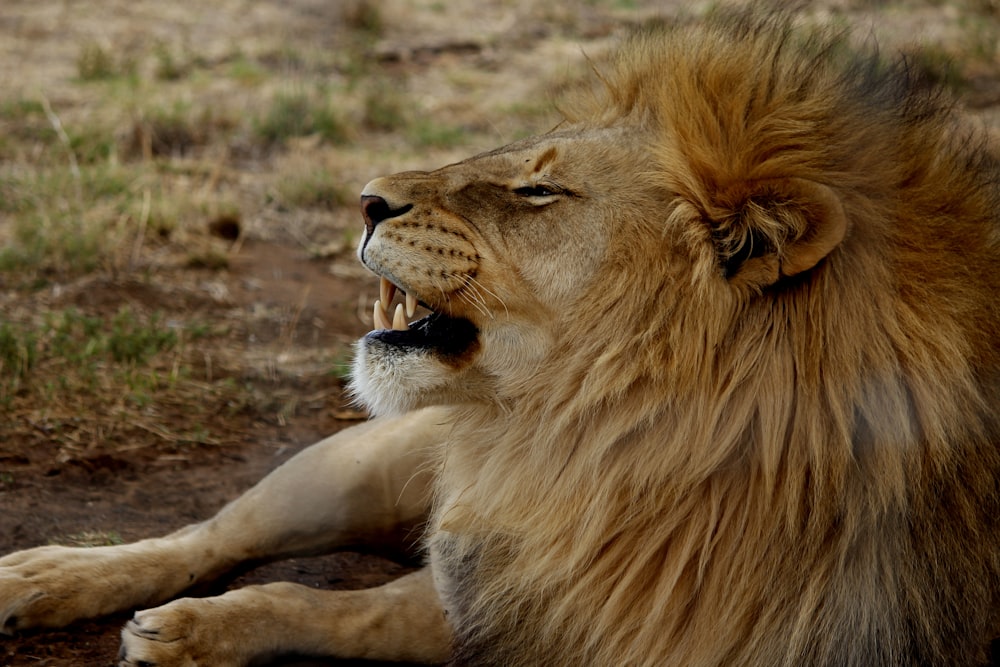 brown lion lying on green grass during daytime