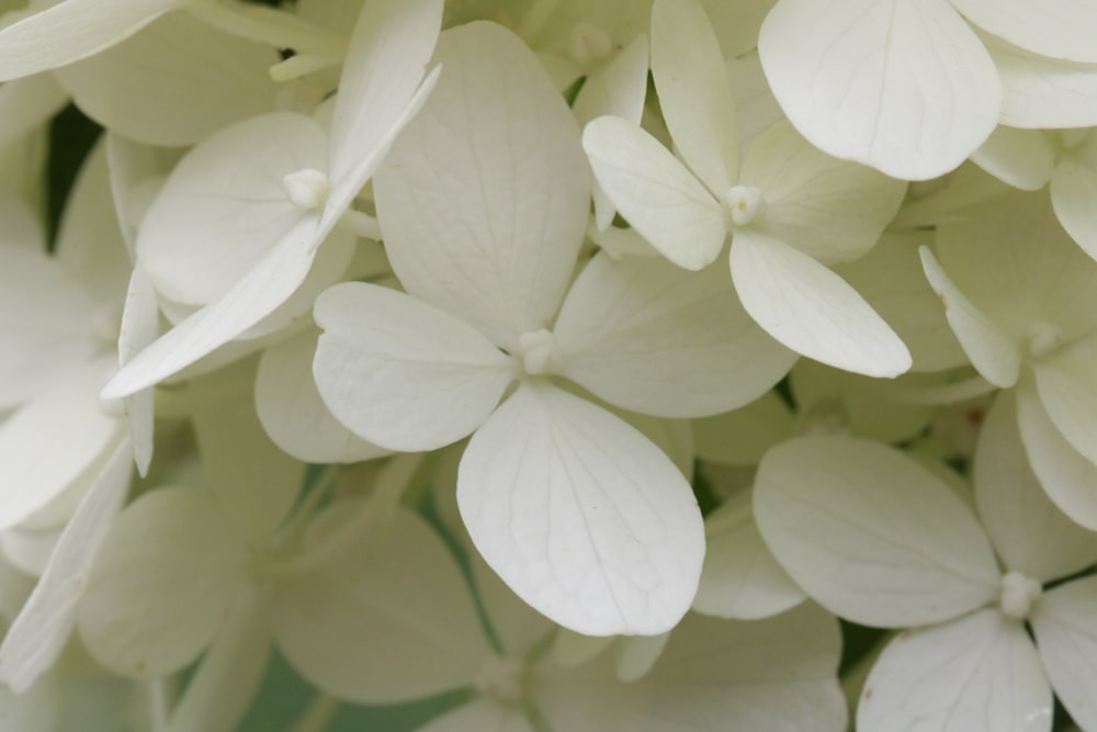 white 5 petal flower in close up photography