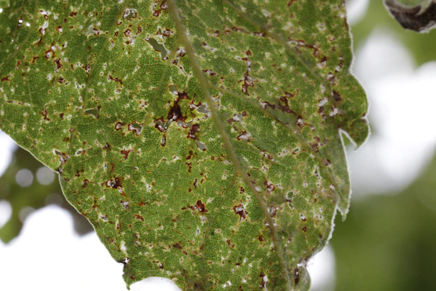 Farmer inspecting crops in a field, pointing at leaves showing signs of disease.