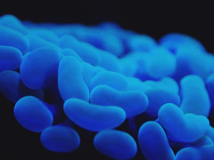 Beneficial bacteria strain, microscopy-style illustration
