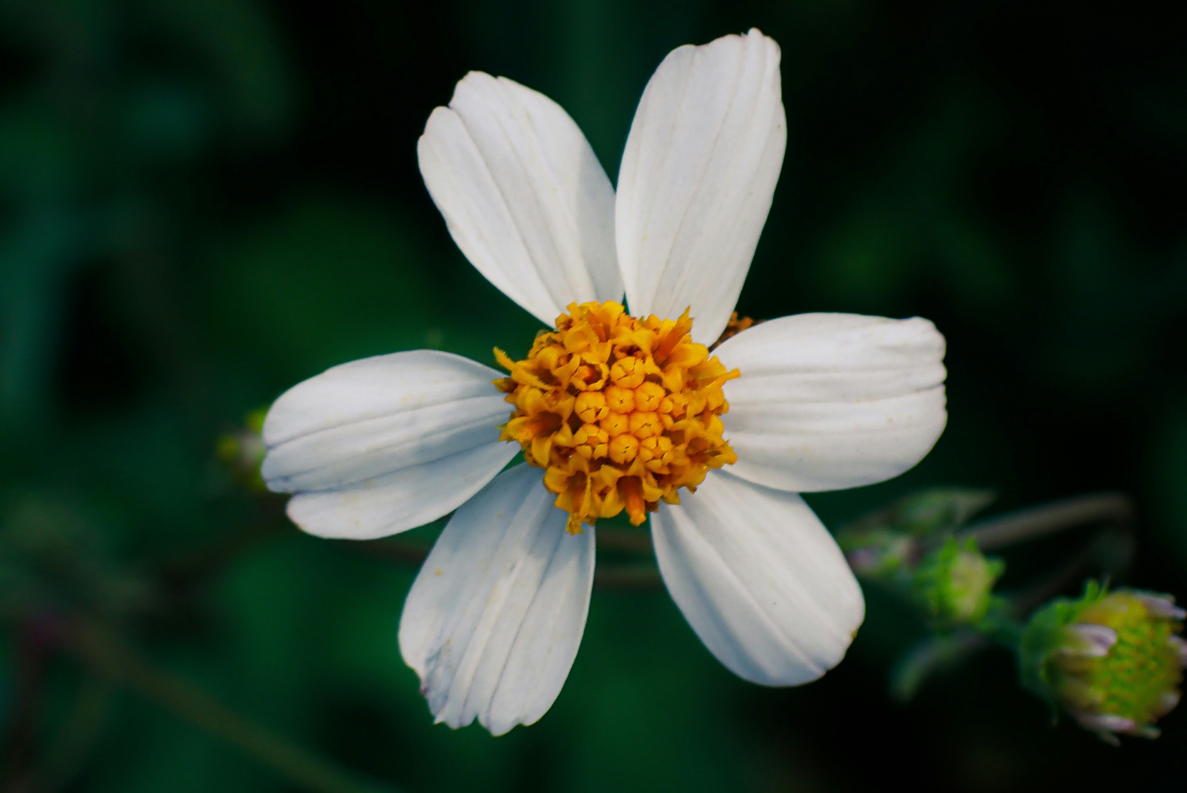 Photo by alishahlakhani