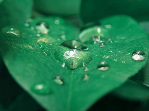 Close-up of water droplets on a leaf, symbolizing purity and hydration.