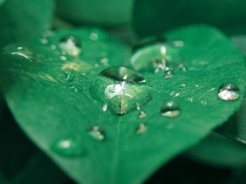 Close-up of water droplets on a leaf, symbolizing freshness.