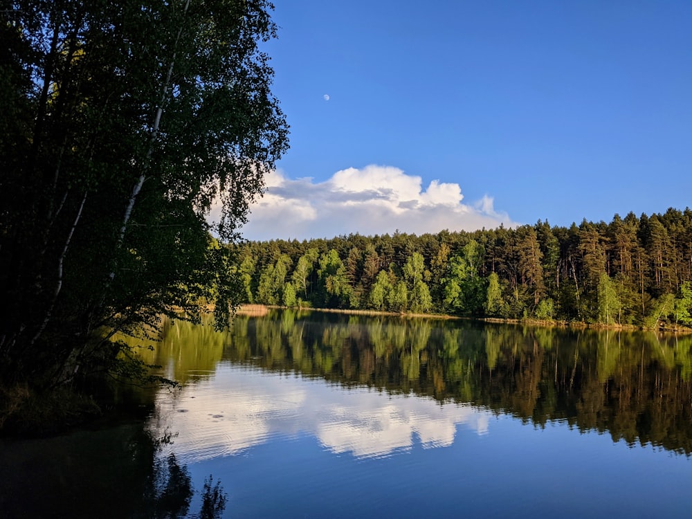 green trees beside river under blue sky during daytime